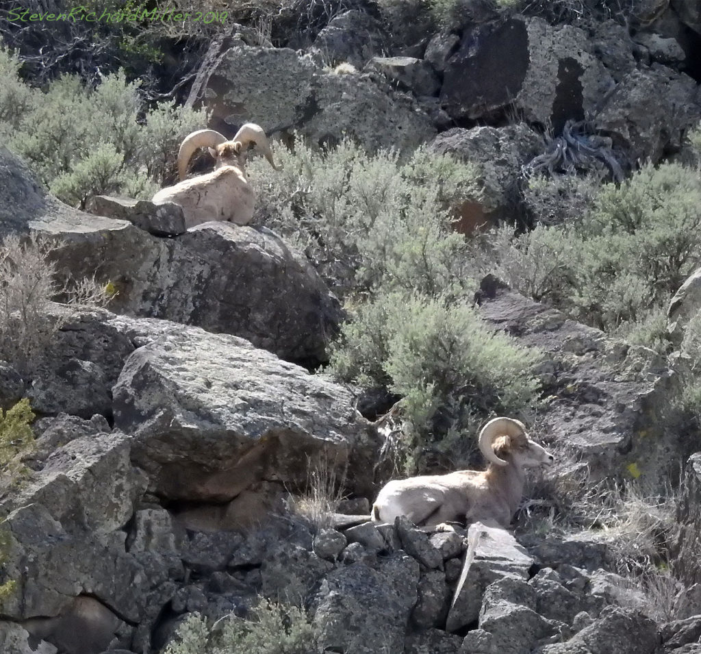 Bighorn rams, Rio Grande
