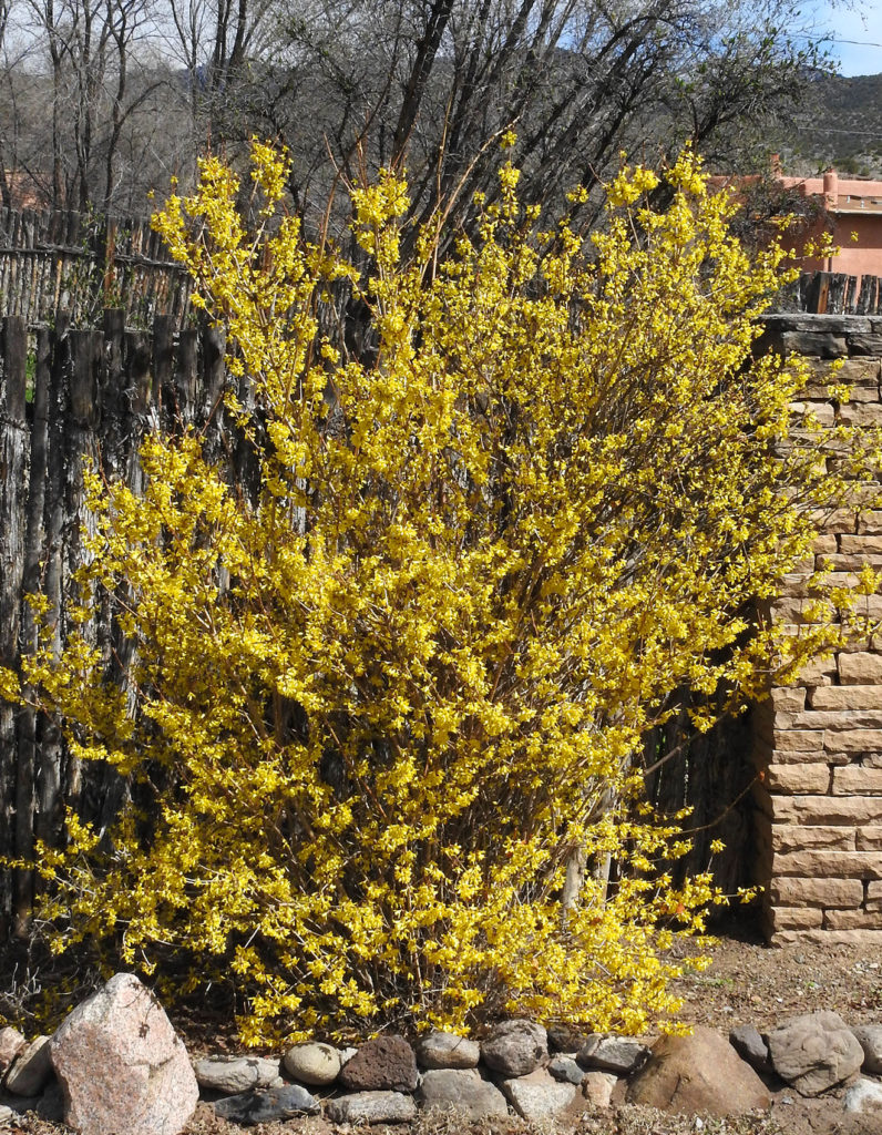 Forsythia, Pilar