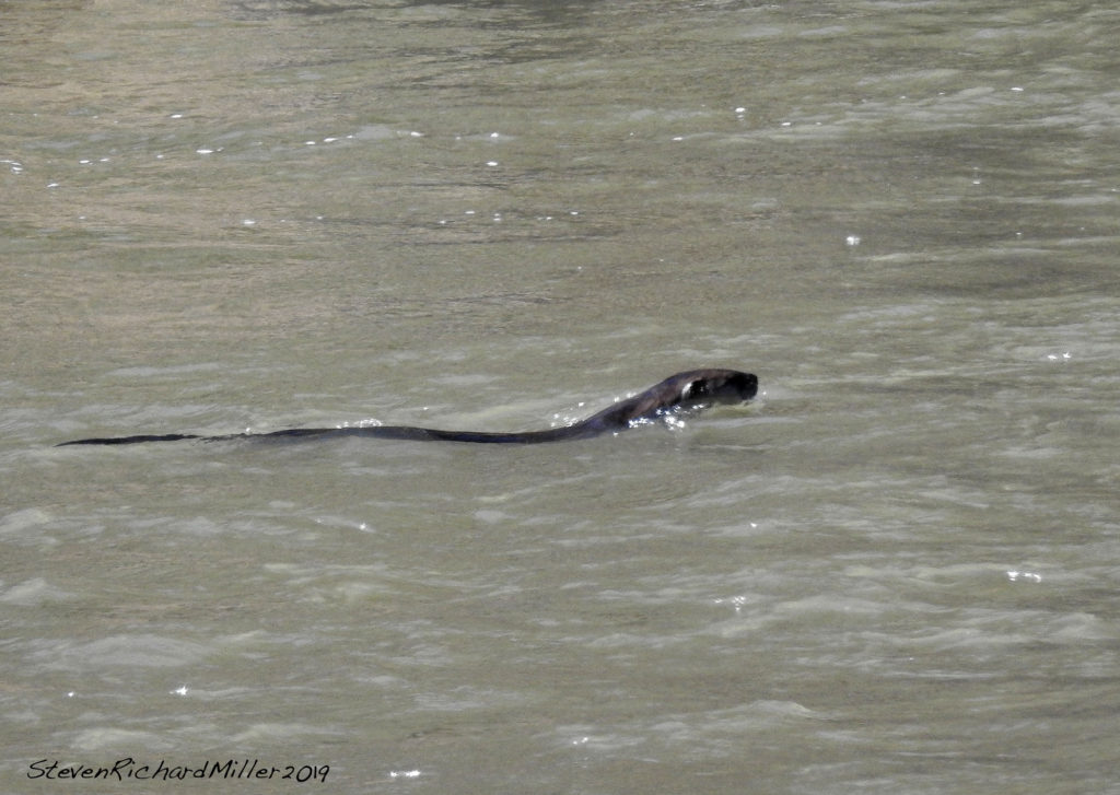 Otter swims upstream. Rio Grande
