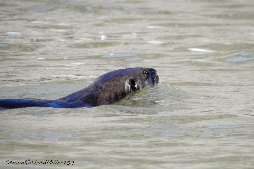 Otter swims upstream. Rio Grande, NM