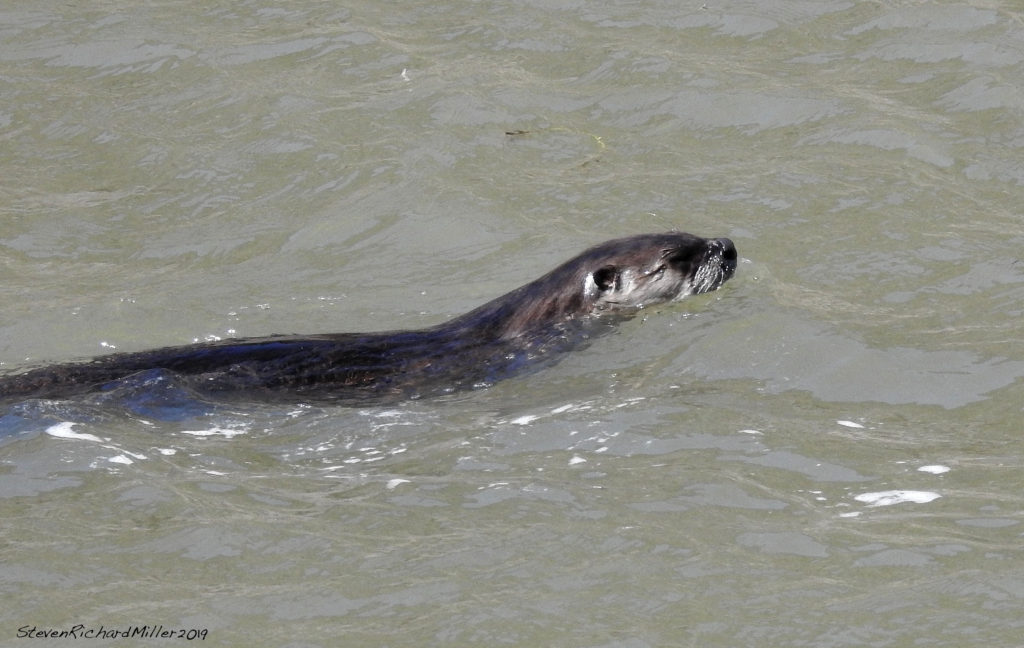 Otter swims upstream. Rio Grande, NM