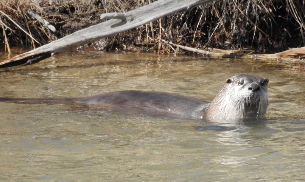 Otter, Rio Grande