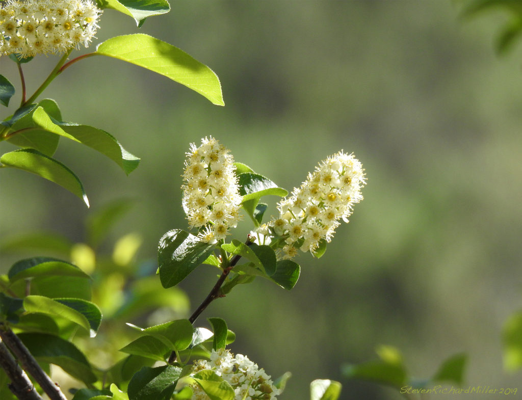 Chokecherry blossoms, Embudo, NM