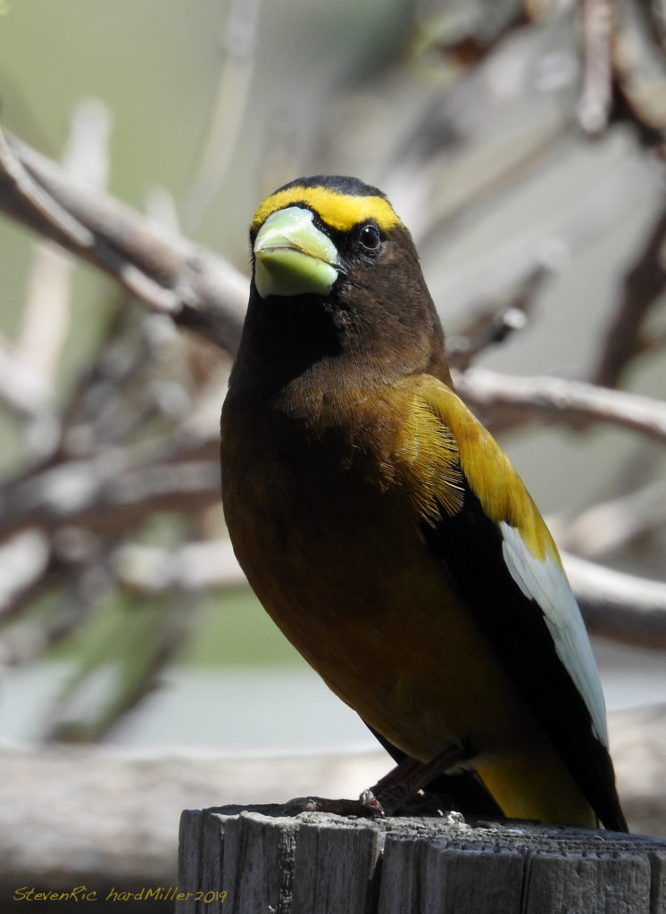 Evening grosbeak, Embudo, NM