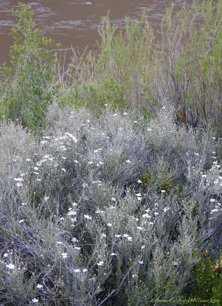 Apache plume, Rio Grande