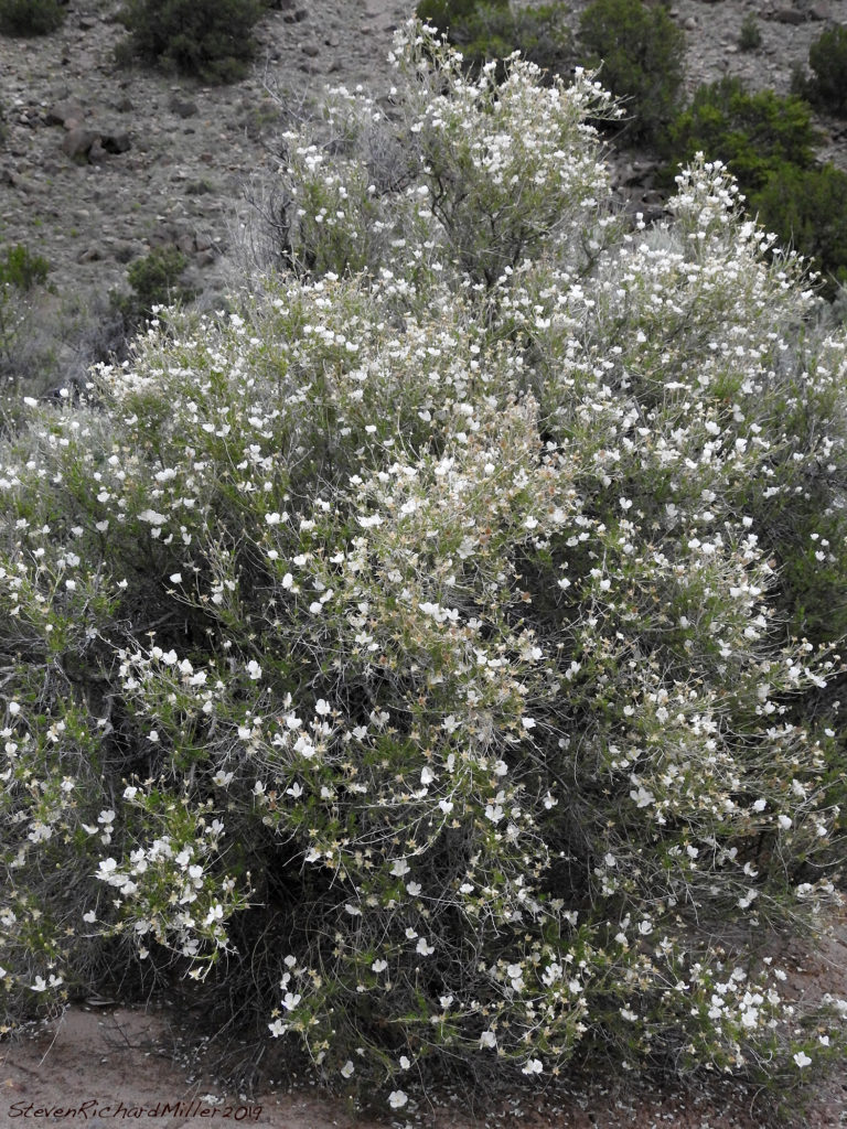 Rinconada