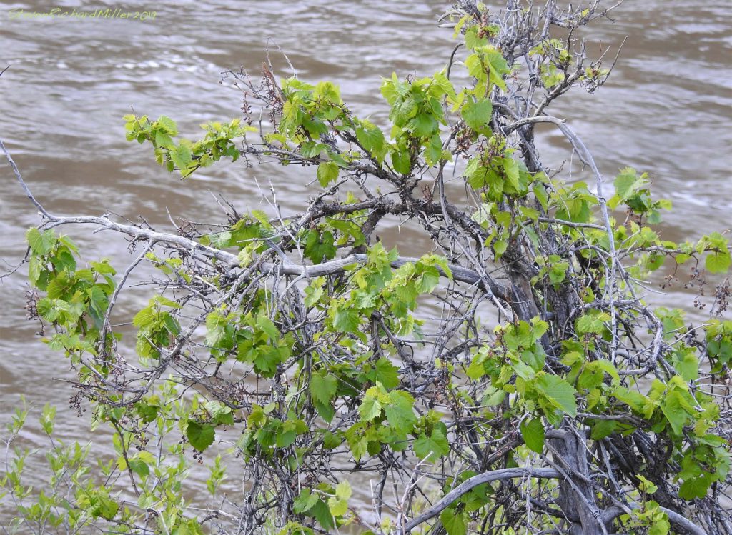 Canyon grape, Rio Grande 