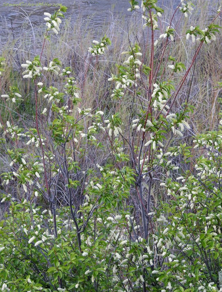 Chokecherry, Rio Grande 