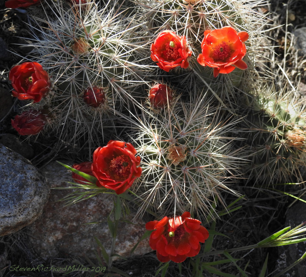 Claret cup illustration