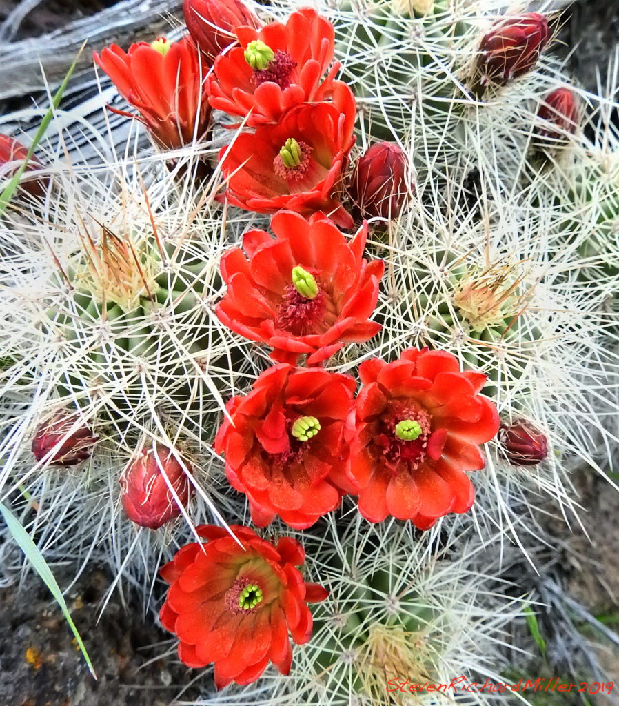 spring flower