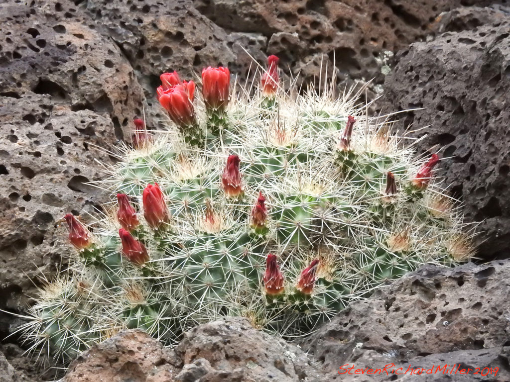spring flower