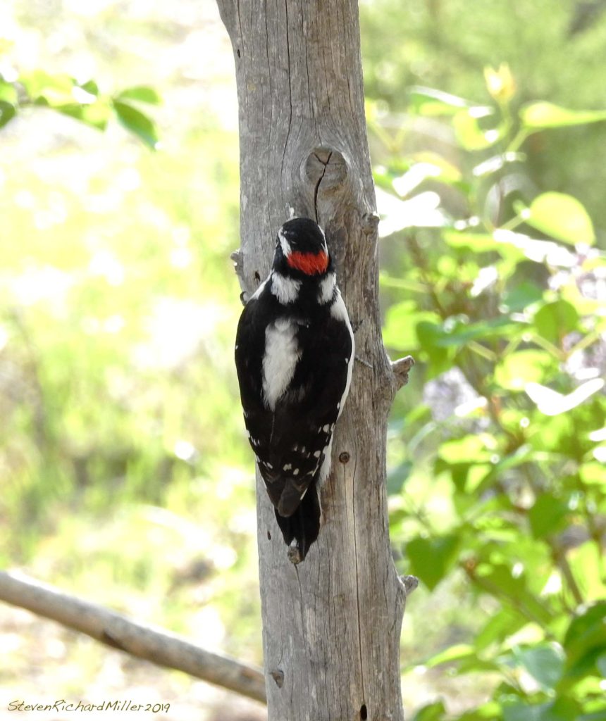 Downy woodpecker, Rio Grande, NM