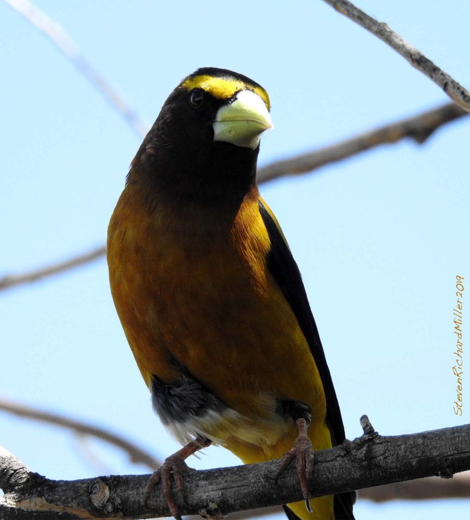 Evening grosbeak, Rio Grande