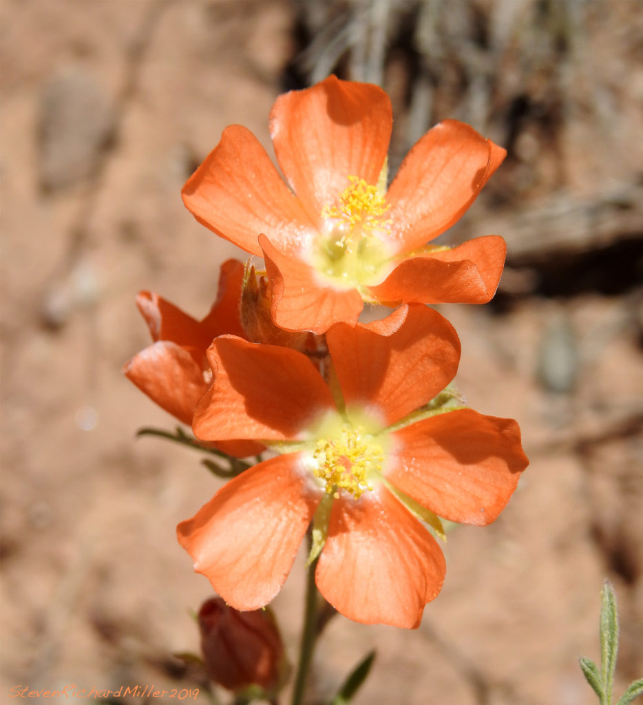 Desert globemallow illustration