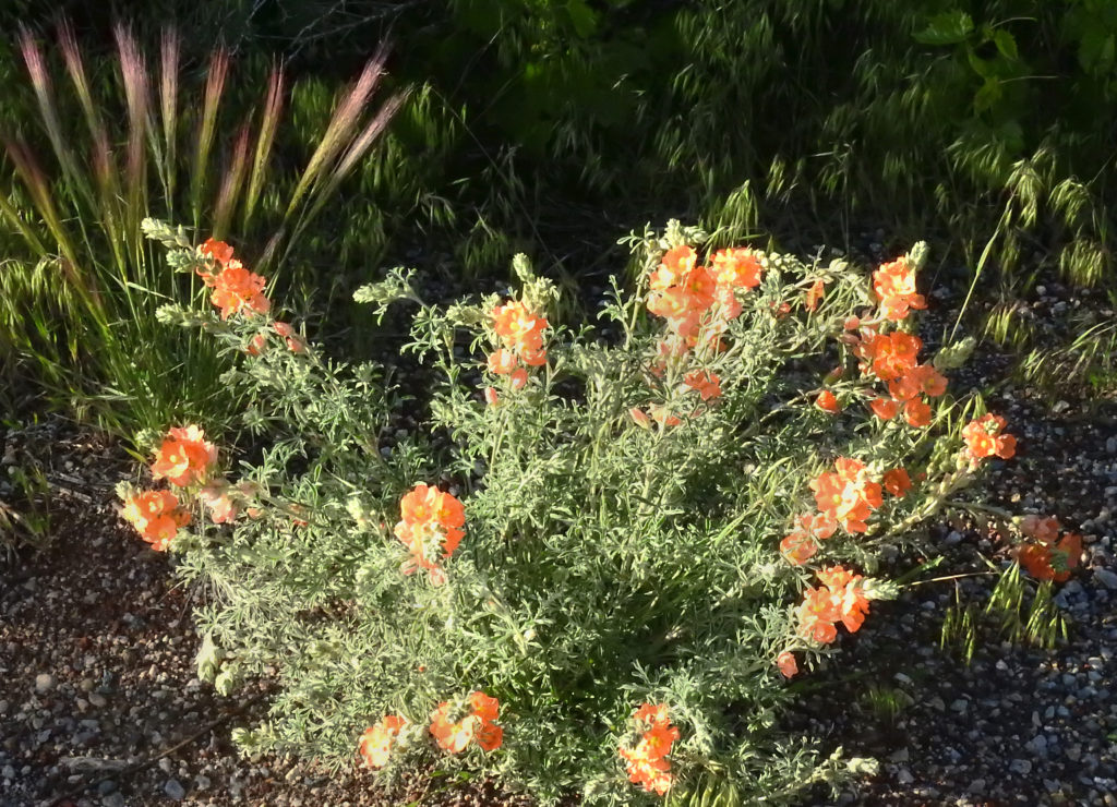 Desert globemallow illustration