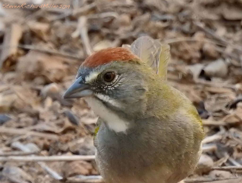 Green-tailed towhee, Rio Grande
