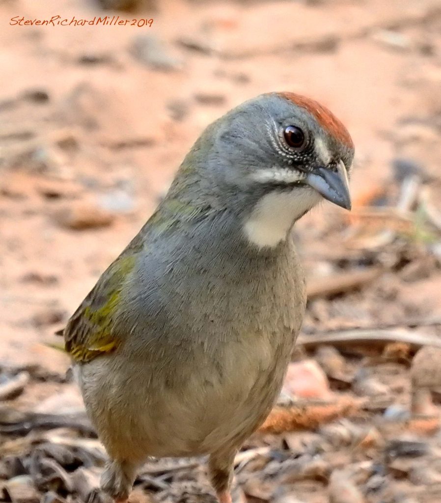 Green-tailed towhee, Rio Grande