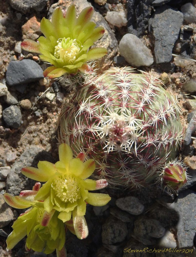Green Hedgehog cactus, Rio Grande