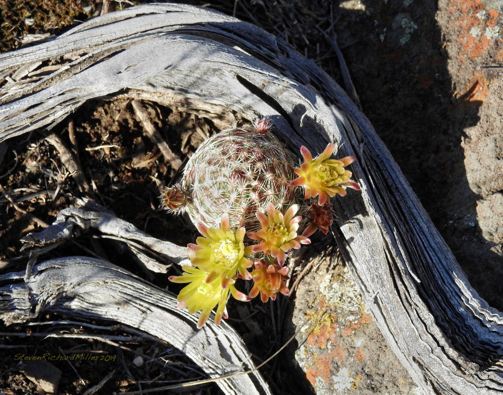 Green hedgehog cactus illustration