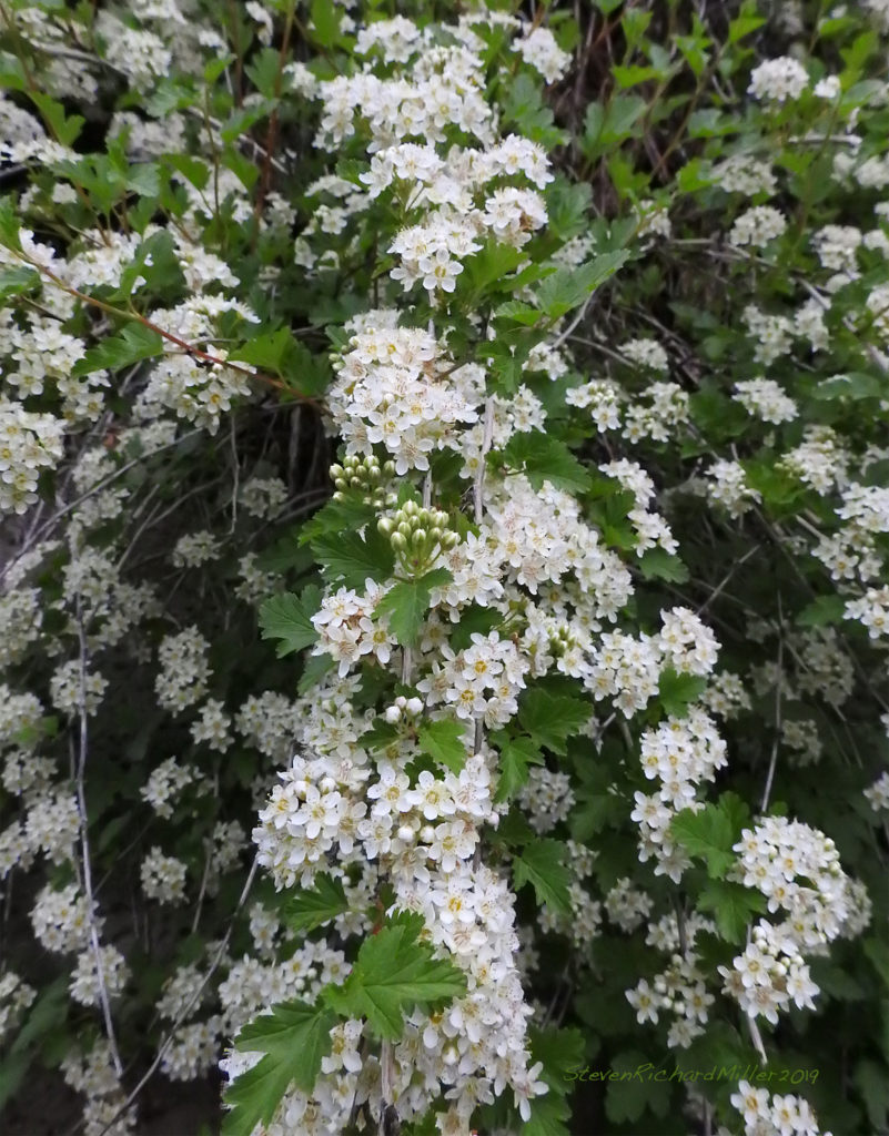 spring flower