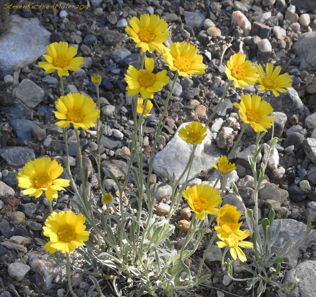 Perky sue, Rio Grande
