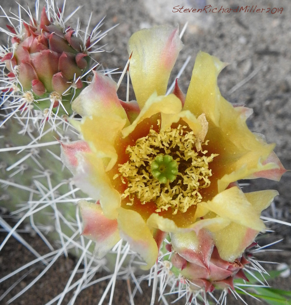 Pricklypear