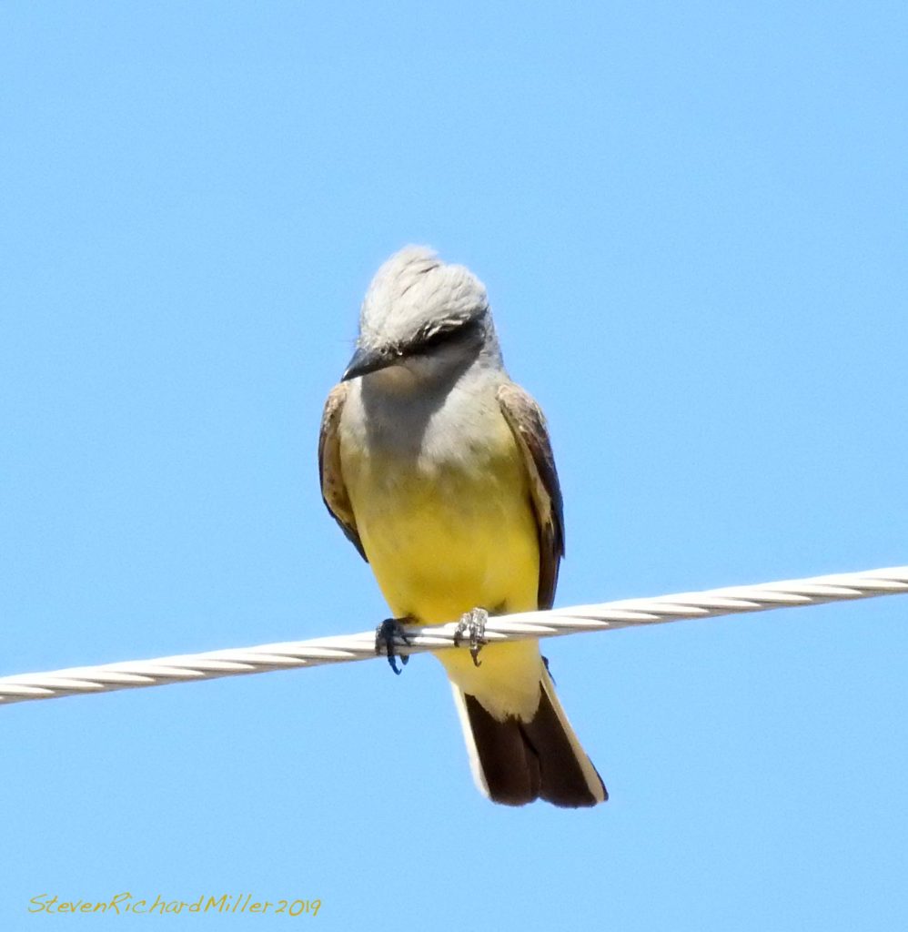 Western kingbird, Rio Grande
