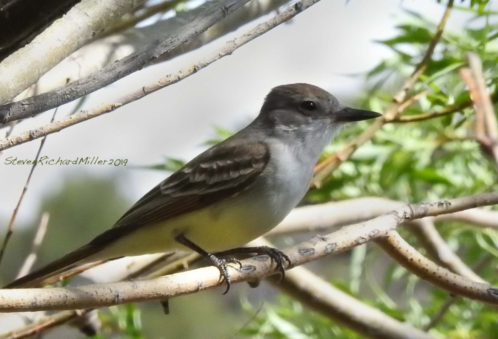 Western kingbird, Rio Grande