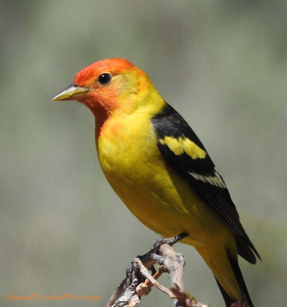 WesternTanager, Rio Grande