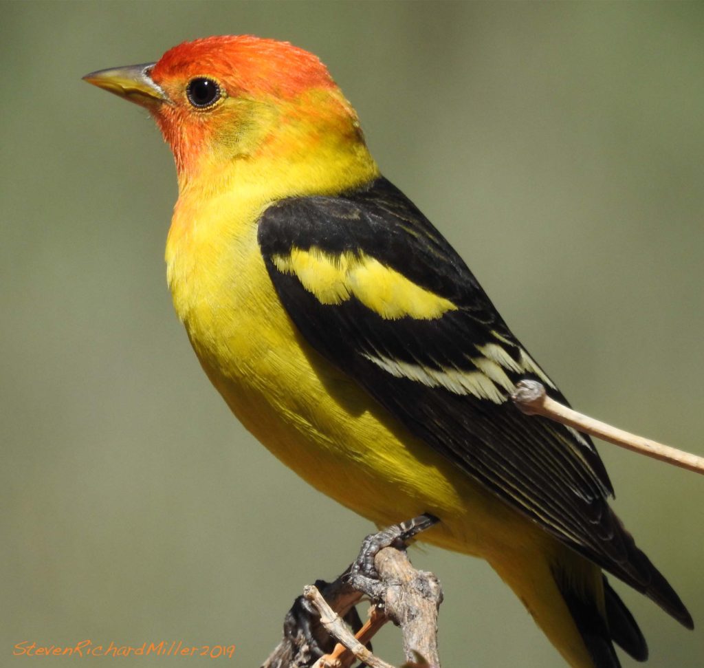 Western tanager, Rio Grande