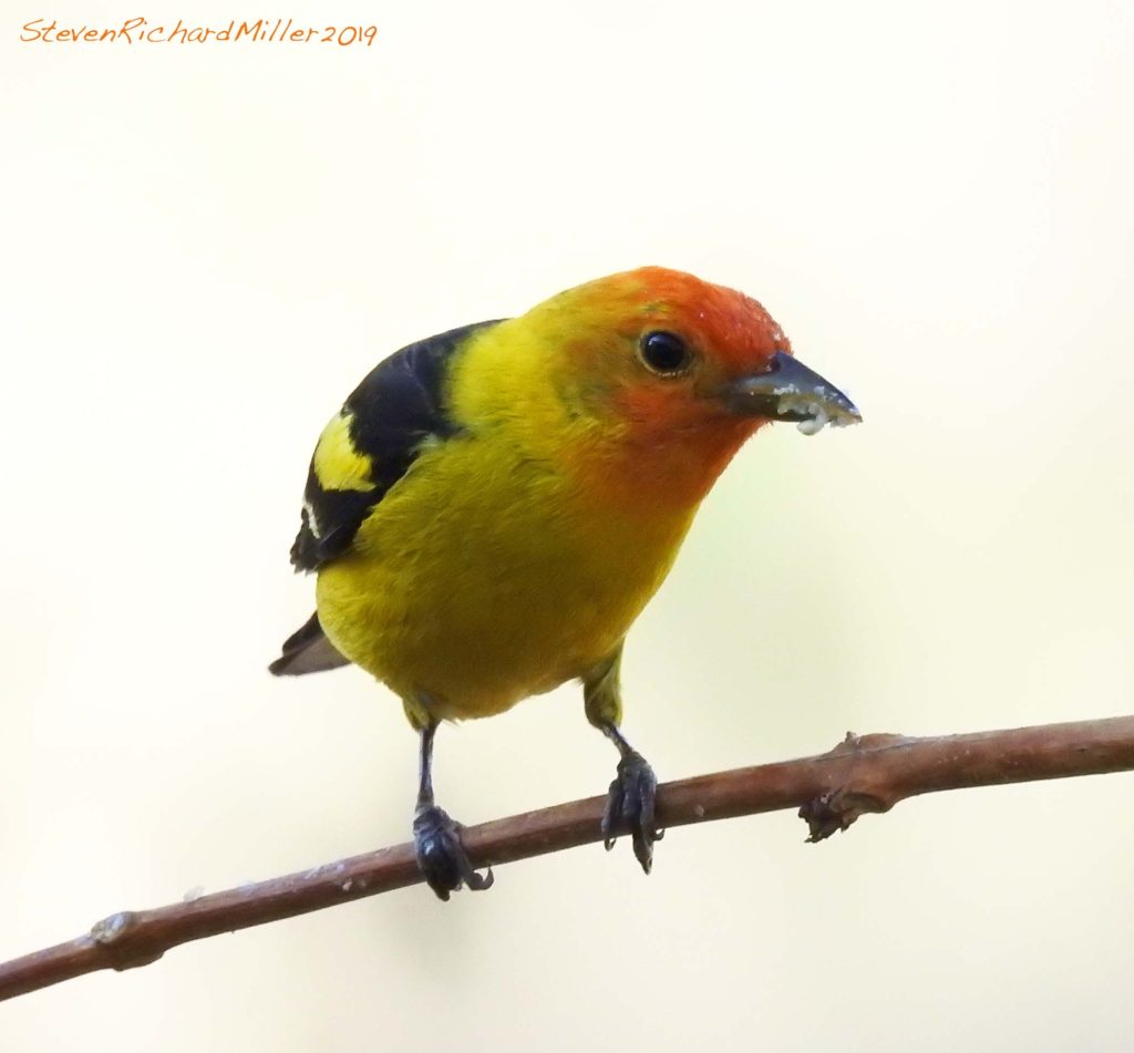 Western tanager, Rio Grande