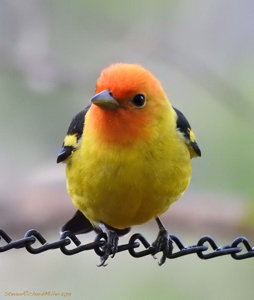 Western tanager, Rio Grande