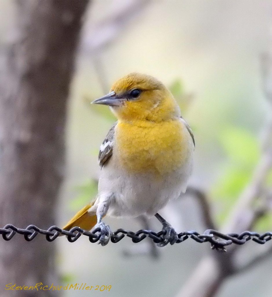 Western tanager female, Rio Grande