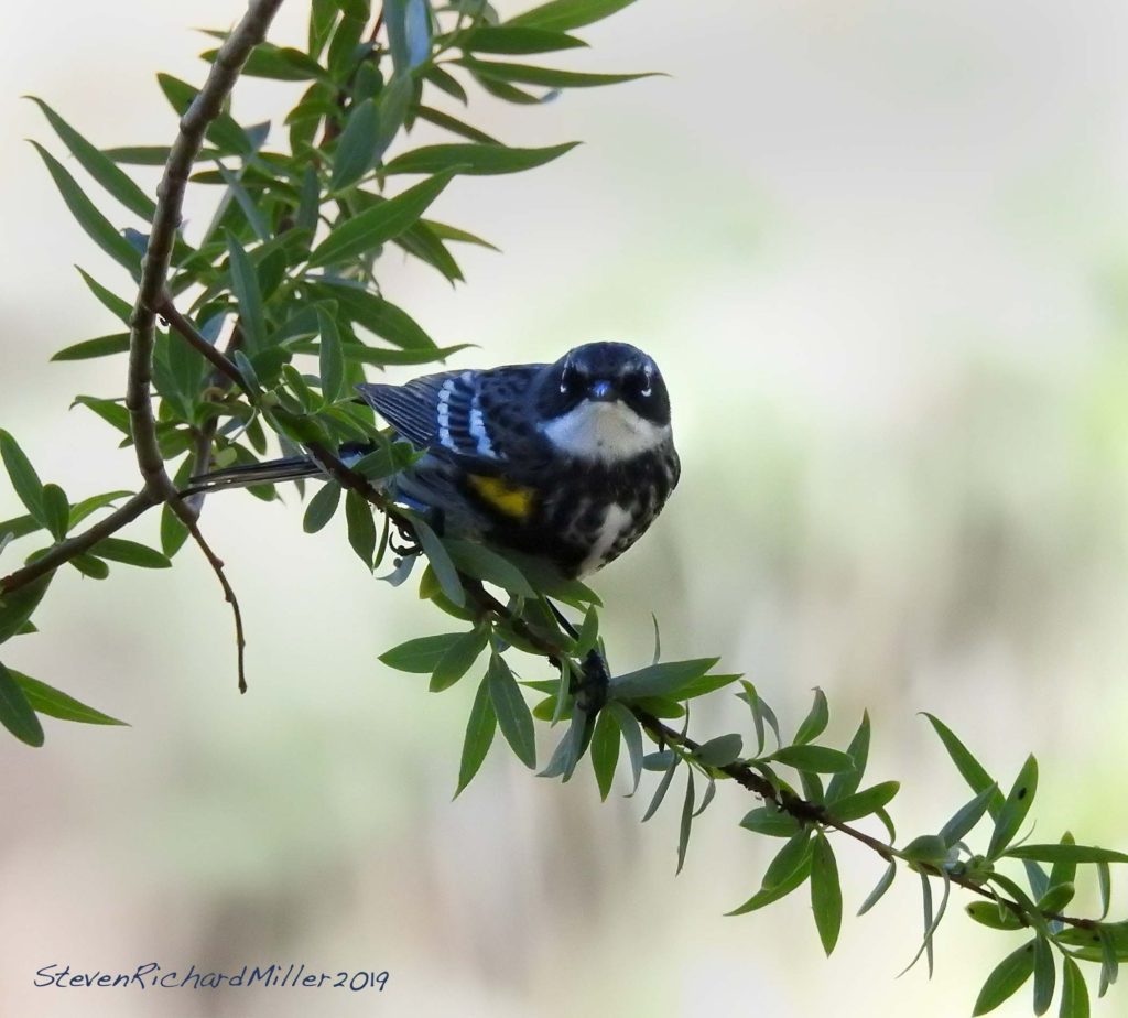 Yellow-rumped warbler, Rio Grande