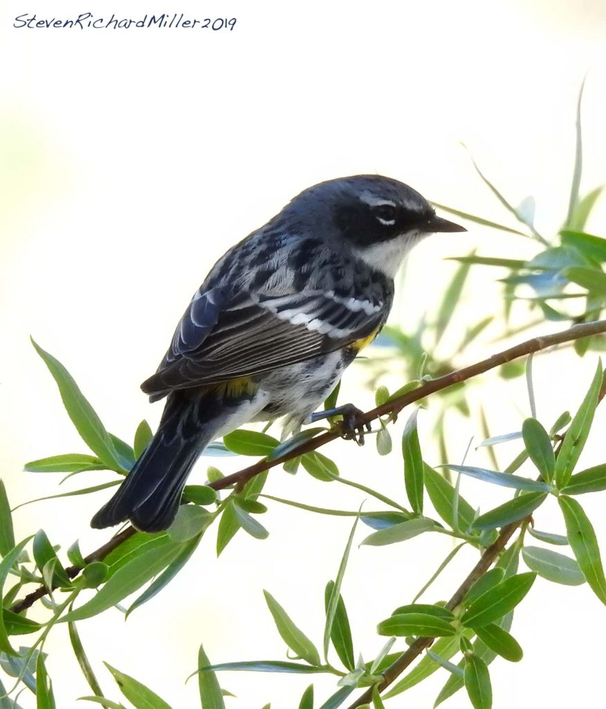 Yellow-rumped warbler, Rio Grande