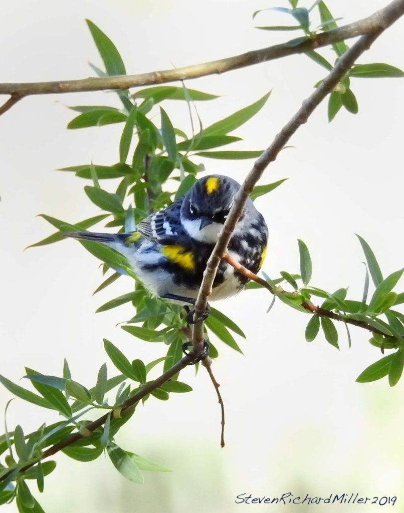 Yellow-rumped warbler, Rio Grande