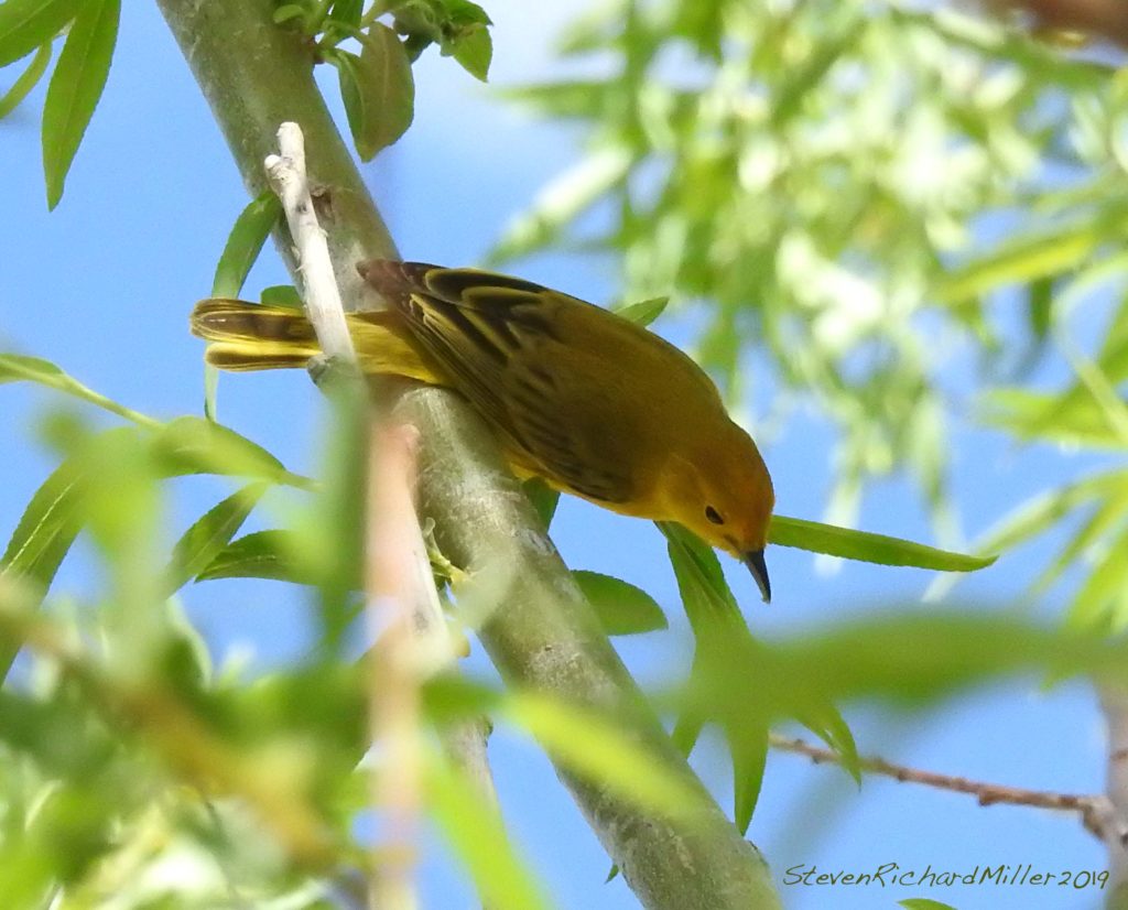 Yellow warbler, Rio Grande