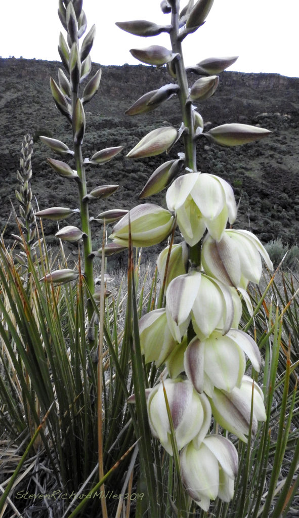 spring flower