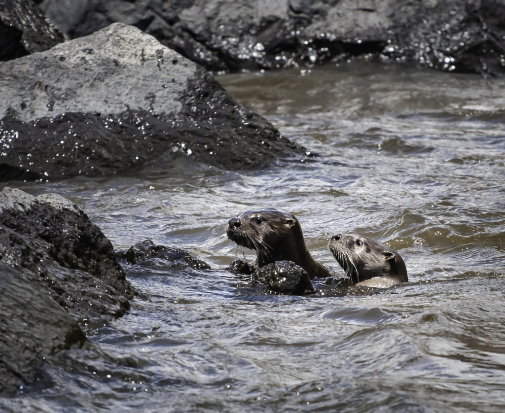 Pair of baby Otters.