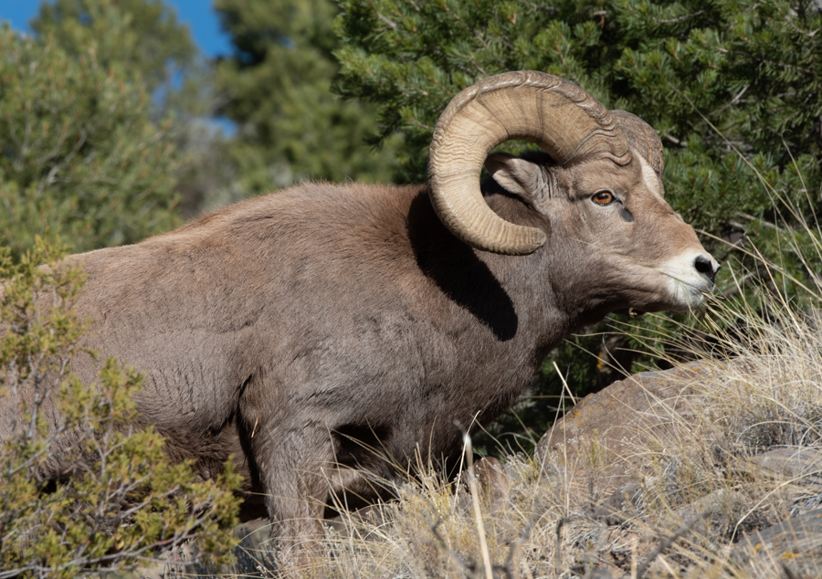 Bighorn Sheep of the Rio Grande.