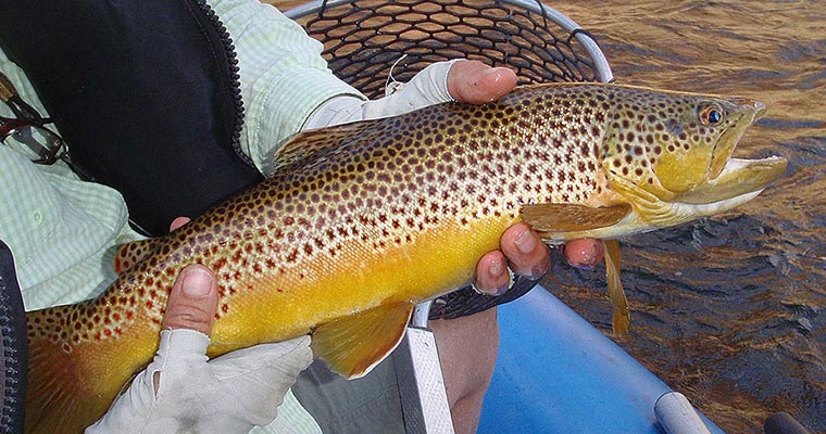 Guided Fly Fishing With New Wave Rafting