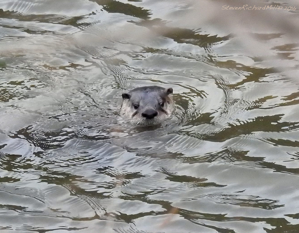 Otter, Rio Grande, 12-5-16