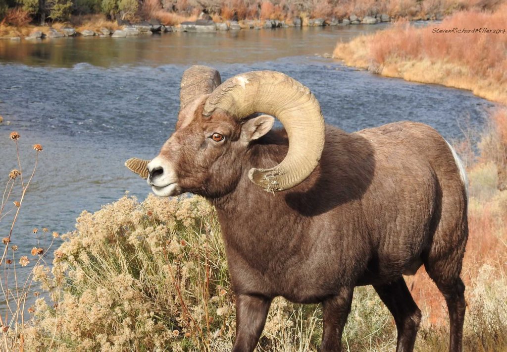 Bighorn sheep ram, Rio Grande Del Norte National Monument