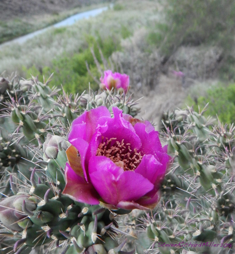 The cholla cactus blooms along the Rio Grande