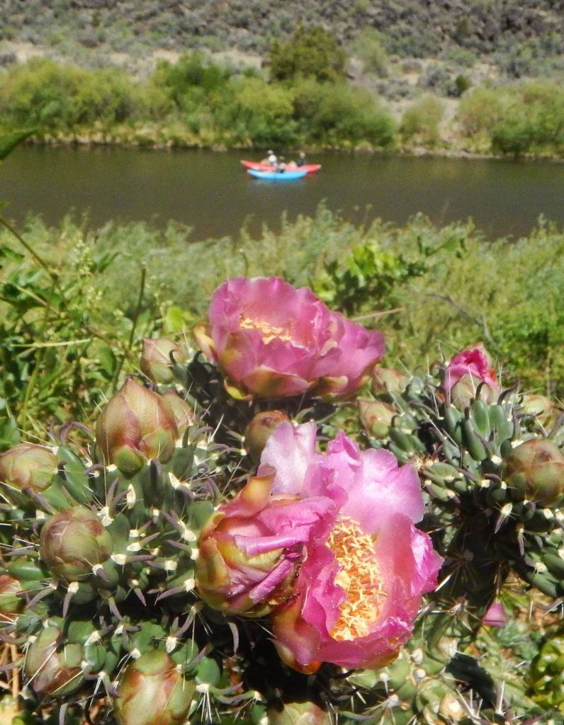 Cholla cactus and funyaks on the Rio Grande River