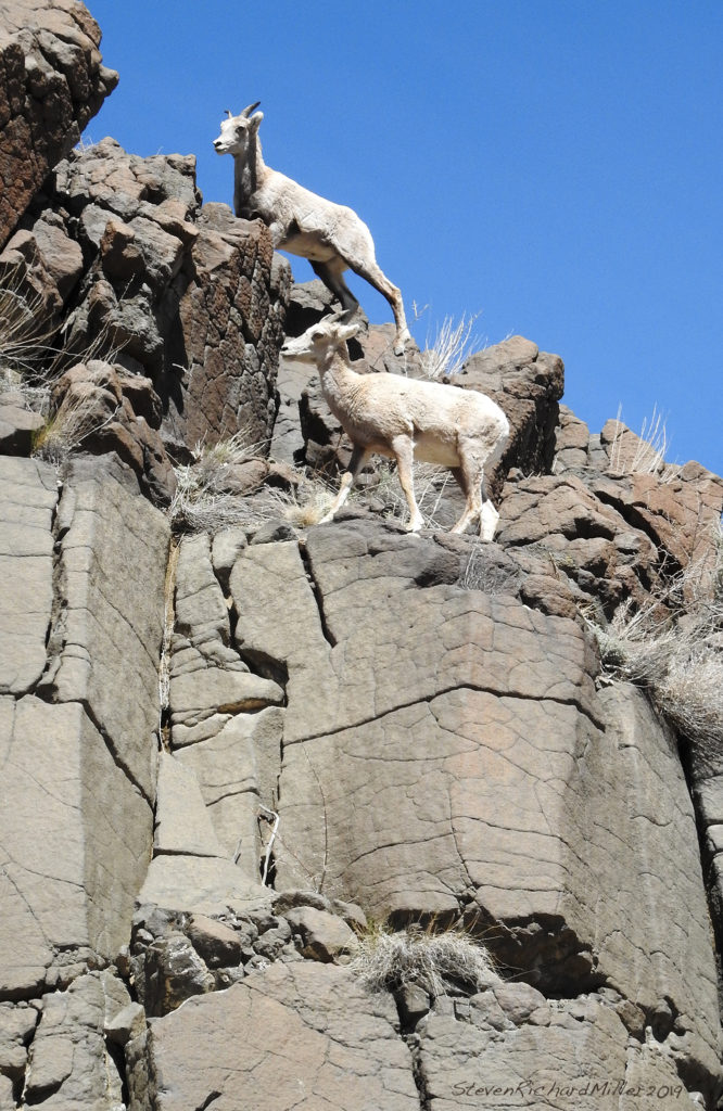 Bighorn youngsters, on cliff above the road, Rio Grande Gorge