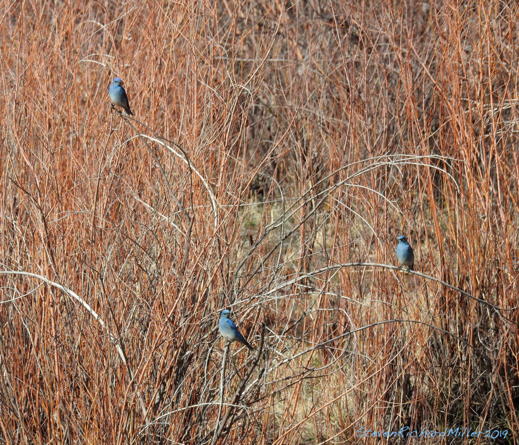 Mountain bluebirds in streamside willows, Rio Grande 