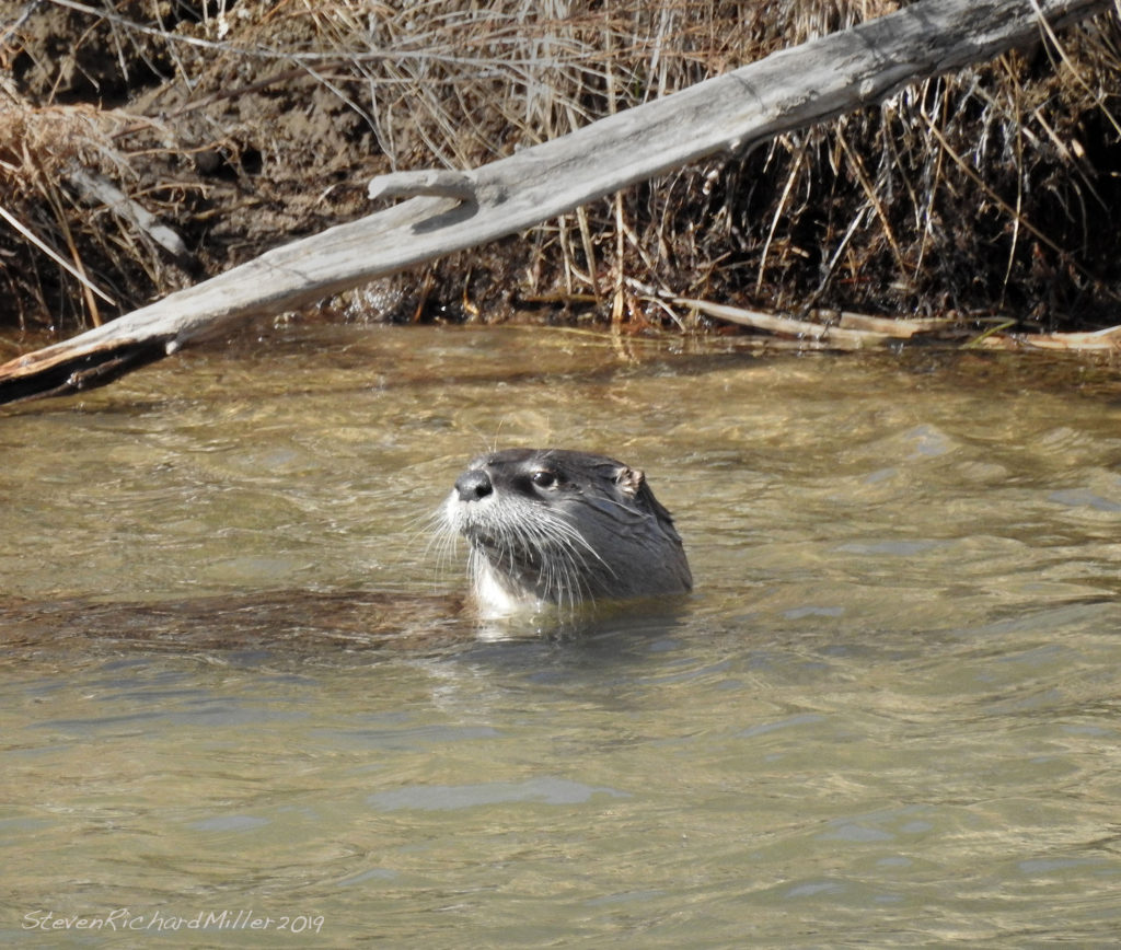 Otter, Rio Grande
