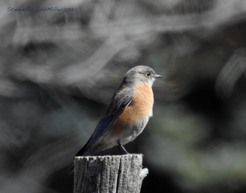 Western bluebird, Rio Grande