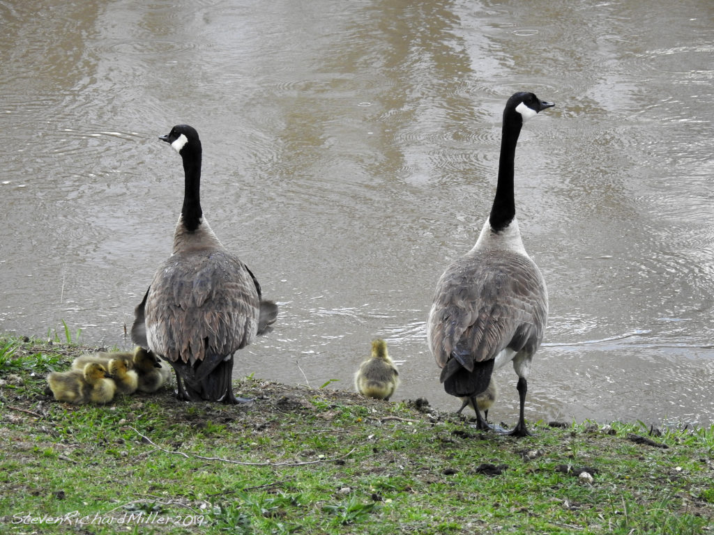 Canada geese pair, with six goslings, in downtown Pilar, NM